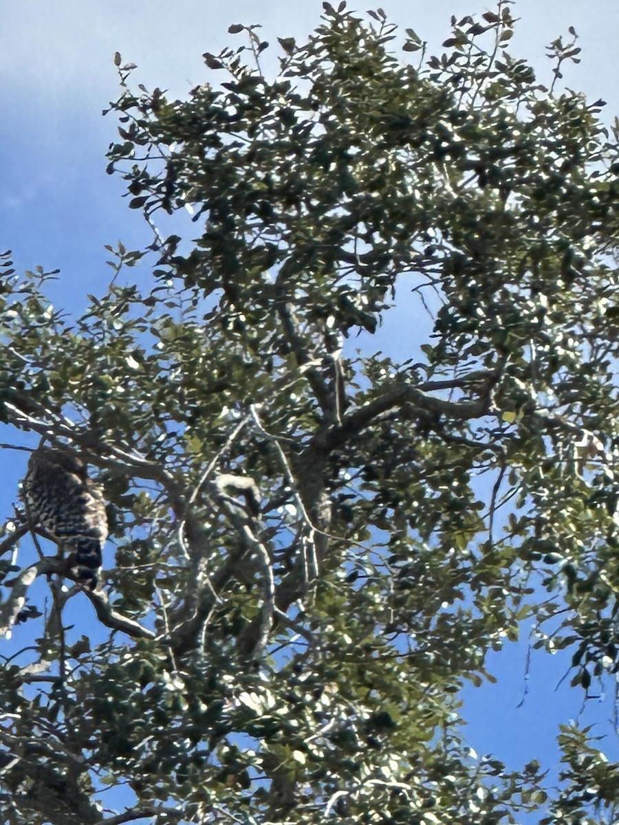 Red-shouldered Hawk - ML646847618