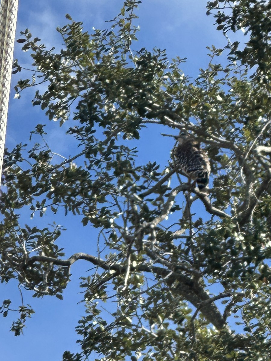 Red-shouldered Hawk - ML646847619