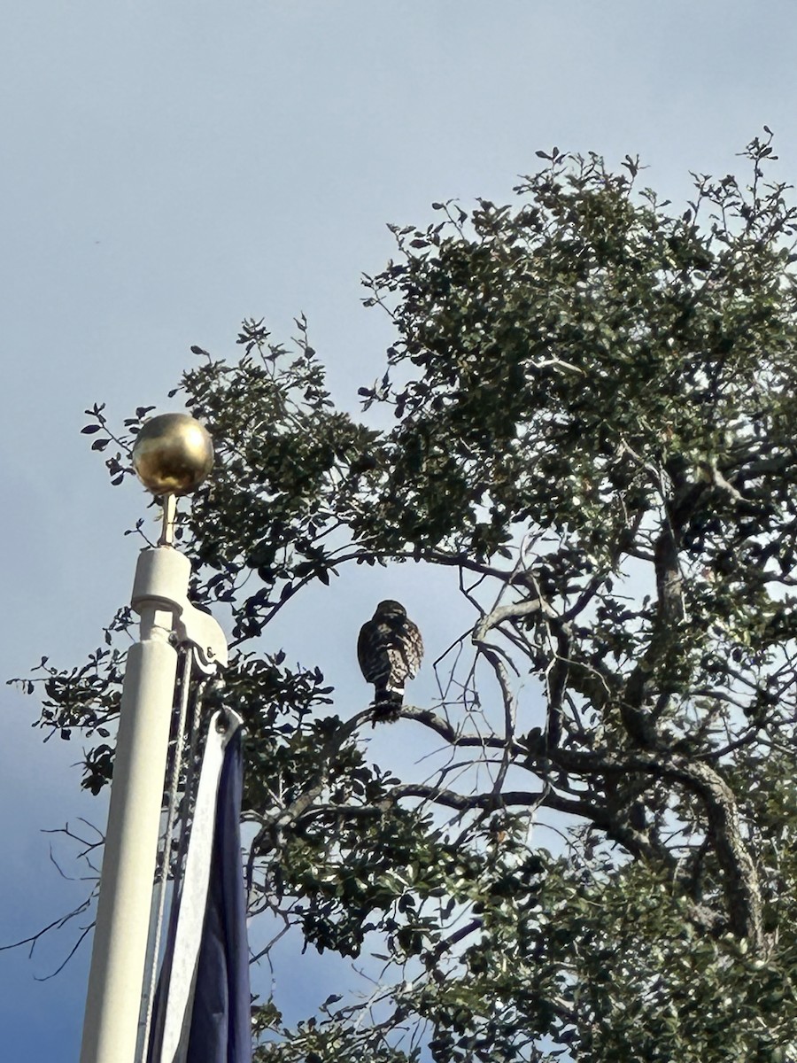 Red-shouldered Hawk - ML646847620