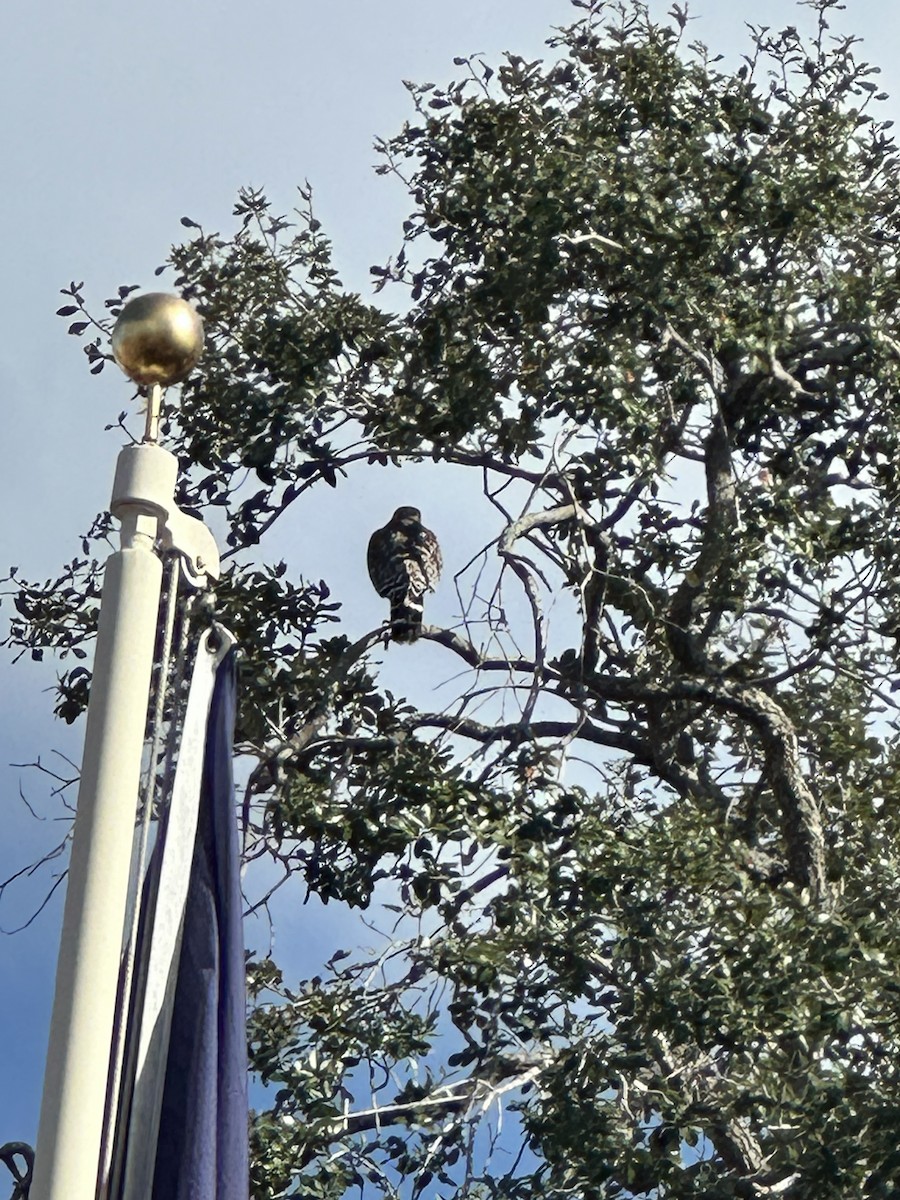 Red-shouldered Hawk - ML646847621