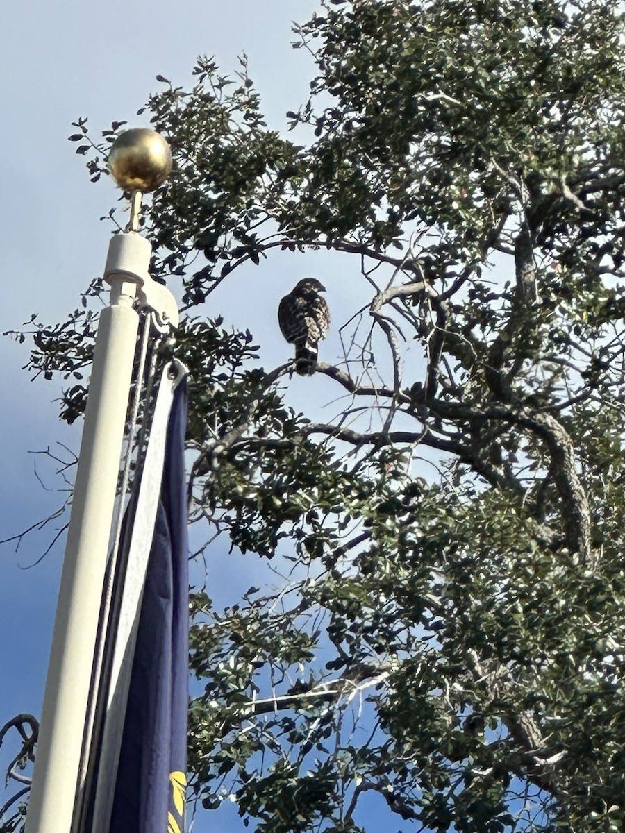 Red-shouldered Hawk - ML646847622