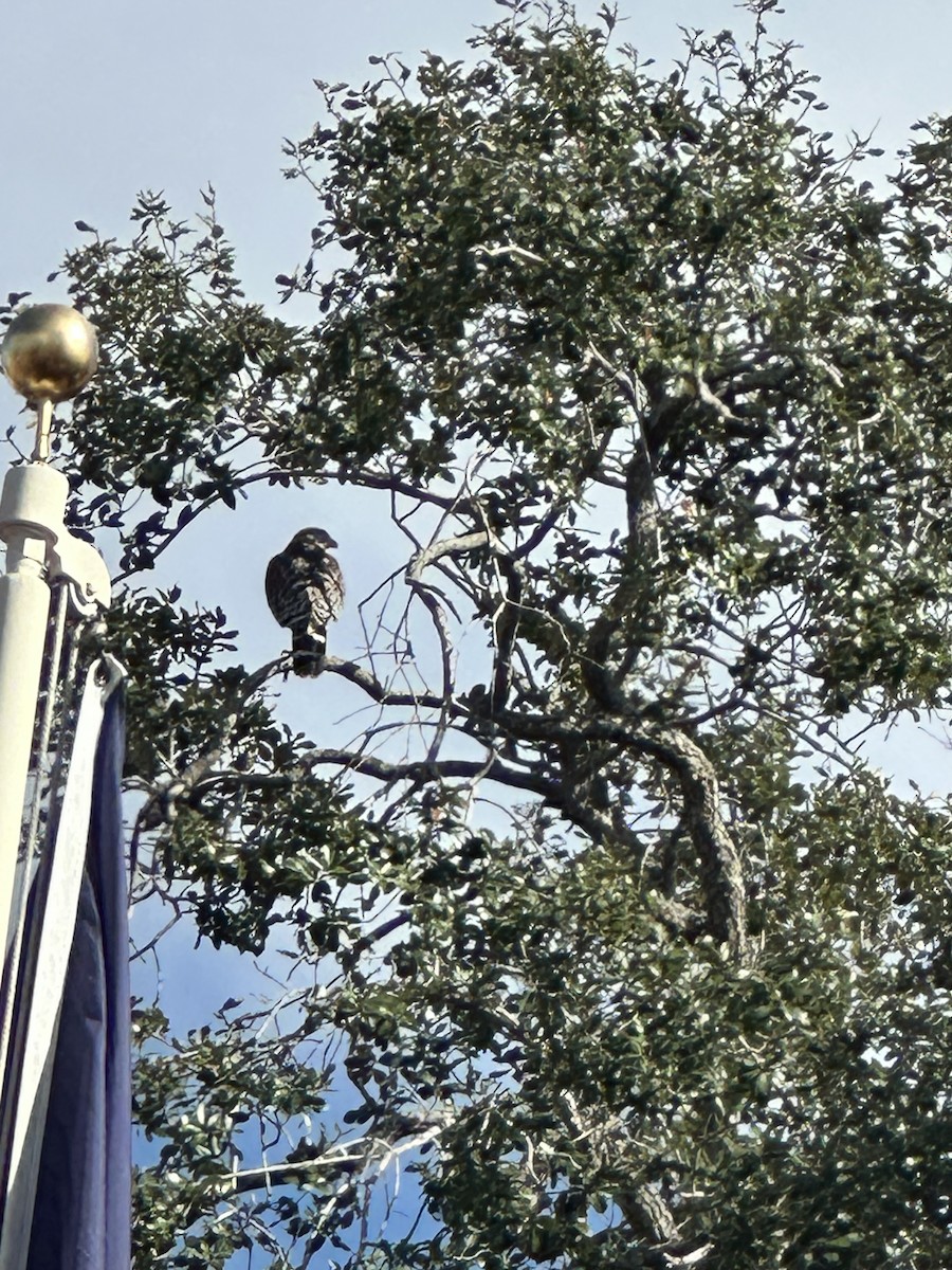 Red-shouldered Hawk - ML646847623