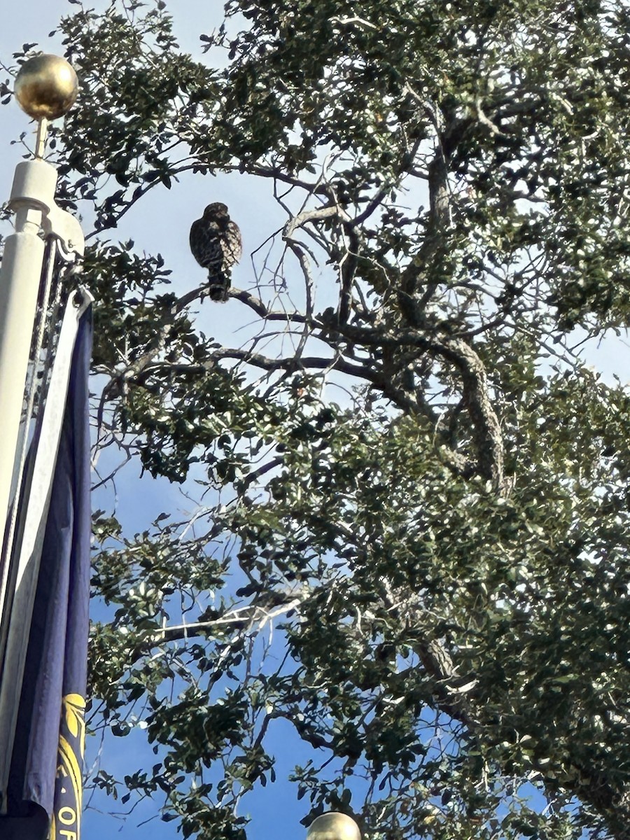 Red-shouldered Hawk - ML646847624