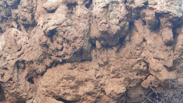 Harkaitz-txoria - ML646847625