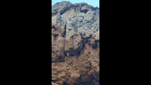 Harkaitz-txoria - ML646847626