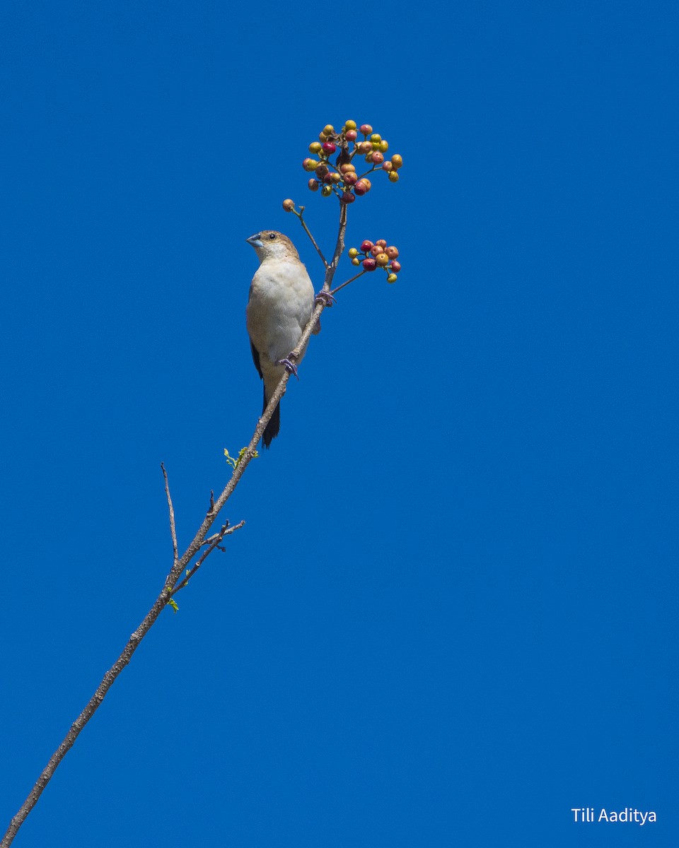 כסוף-מקור הודי - ML646847627