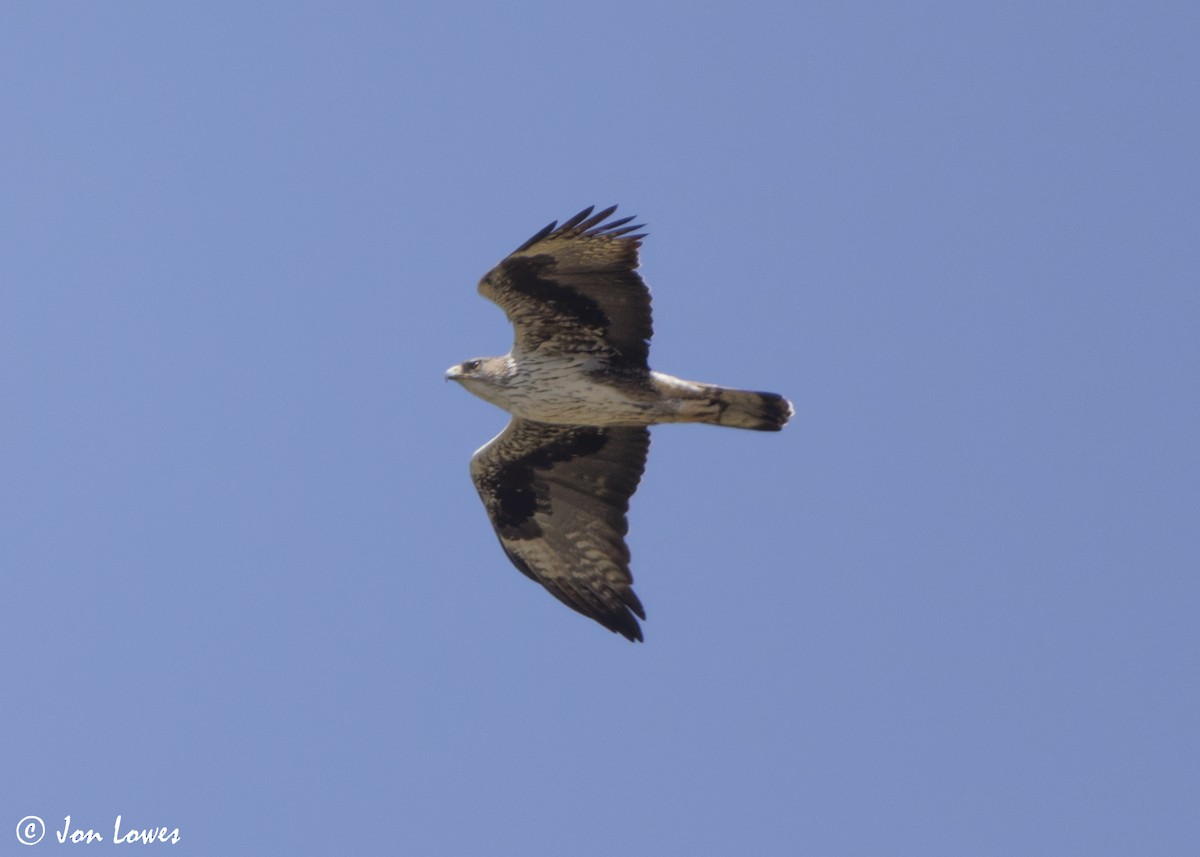 עיט ניצי - ML646847630