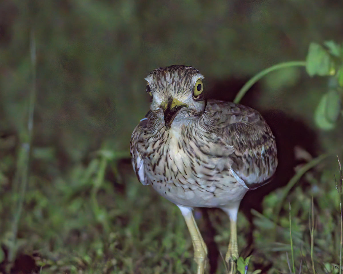 Indian Thick-knee - ML646847631