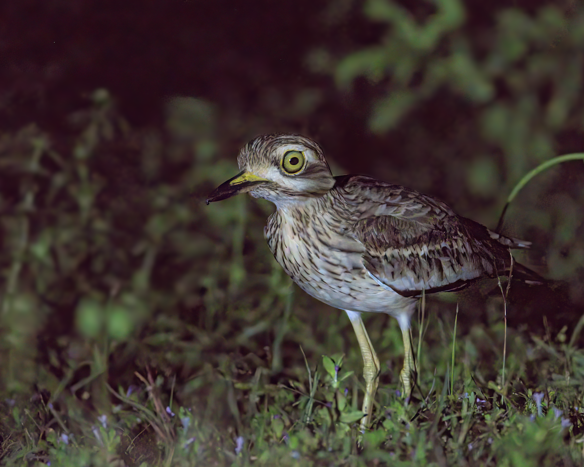 Indian Thick-knee - ML646847633