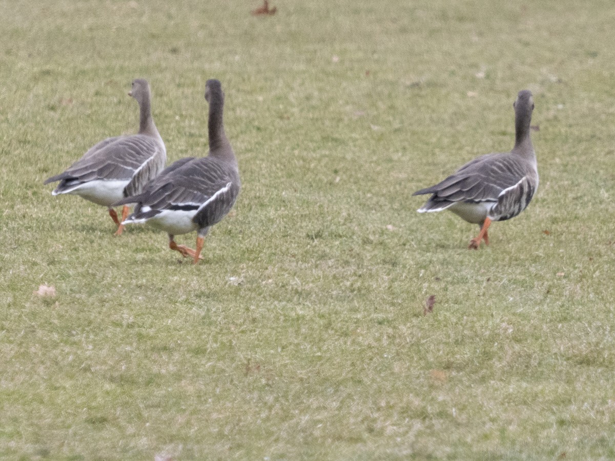 Гуска білолоба (підвид gambelli/sponsa) - ML646847634