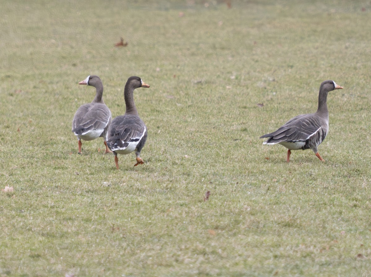 Гуска білолоба (підвид gambelli/sponsa) - ML646847635