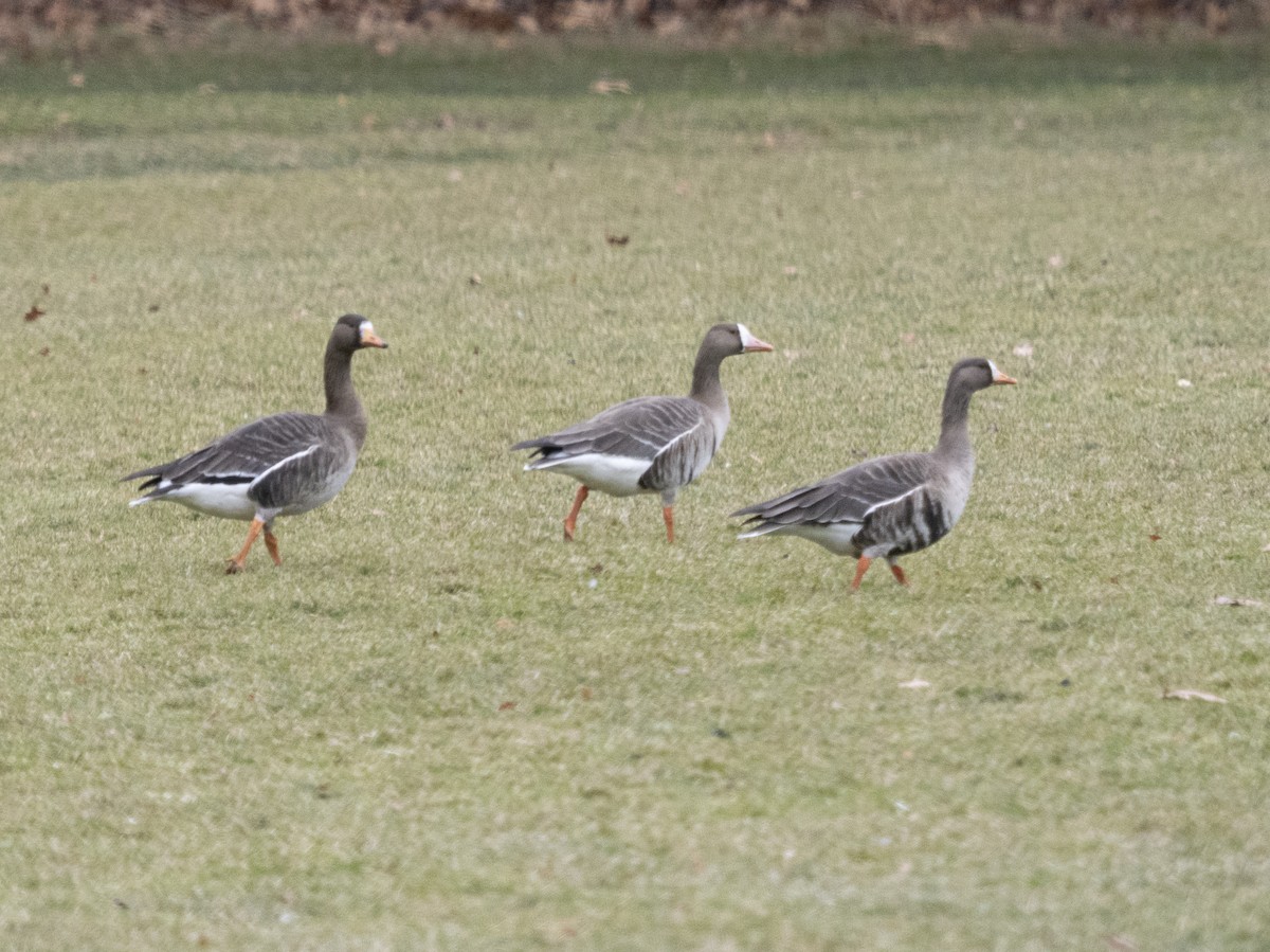 Гуска білолоба (підвид gambelli/sponsa) - ML646847636
