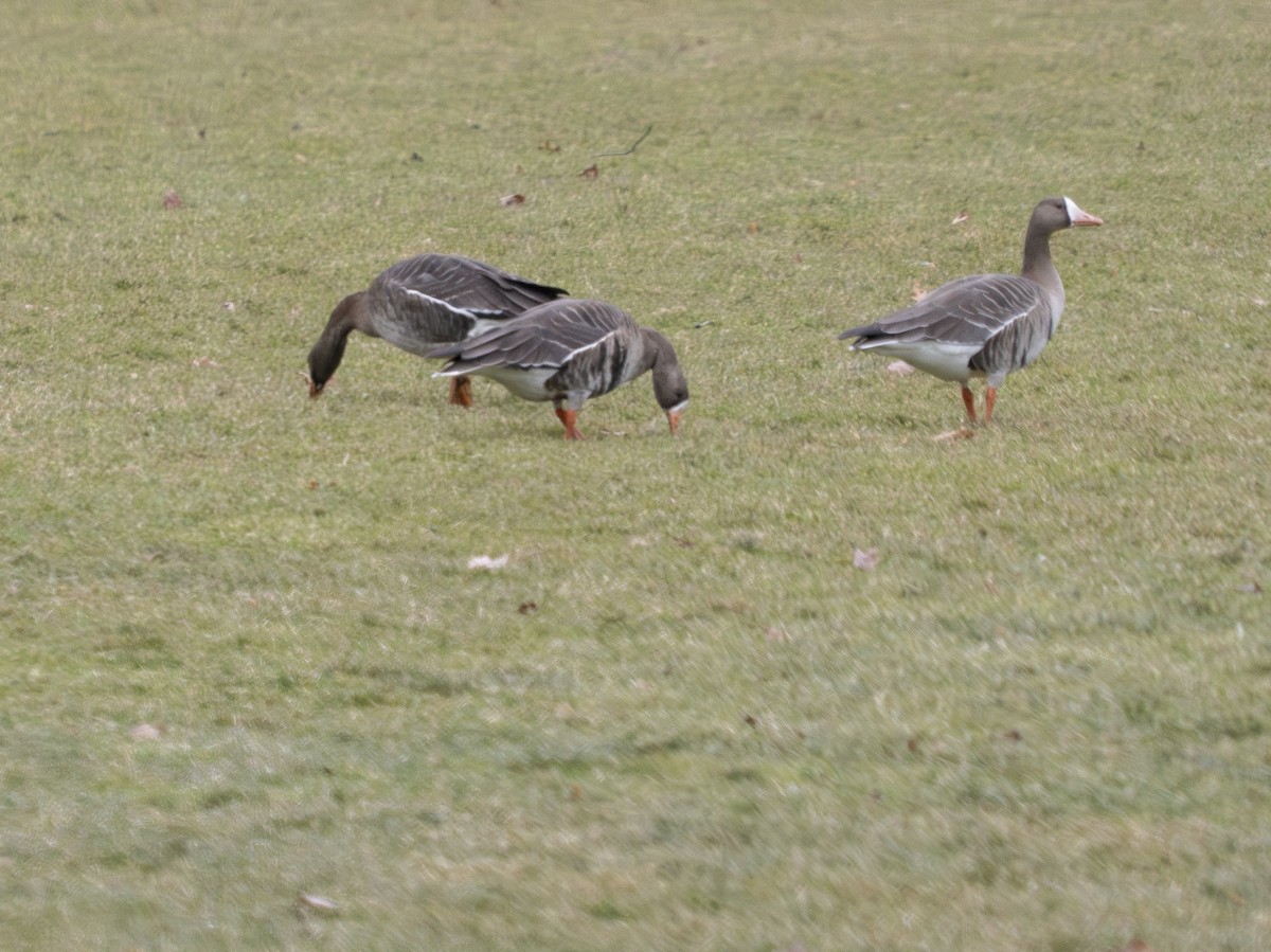 Гуска білолоба (підвид gambelli/sponsa) - ML646847637