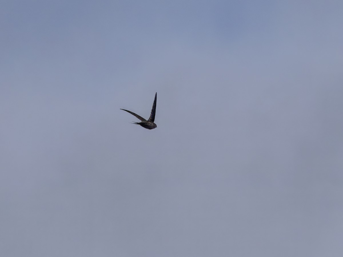 Malagasy Palm Swift - ML646847639