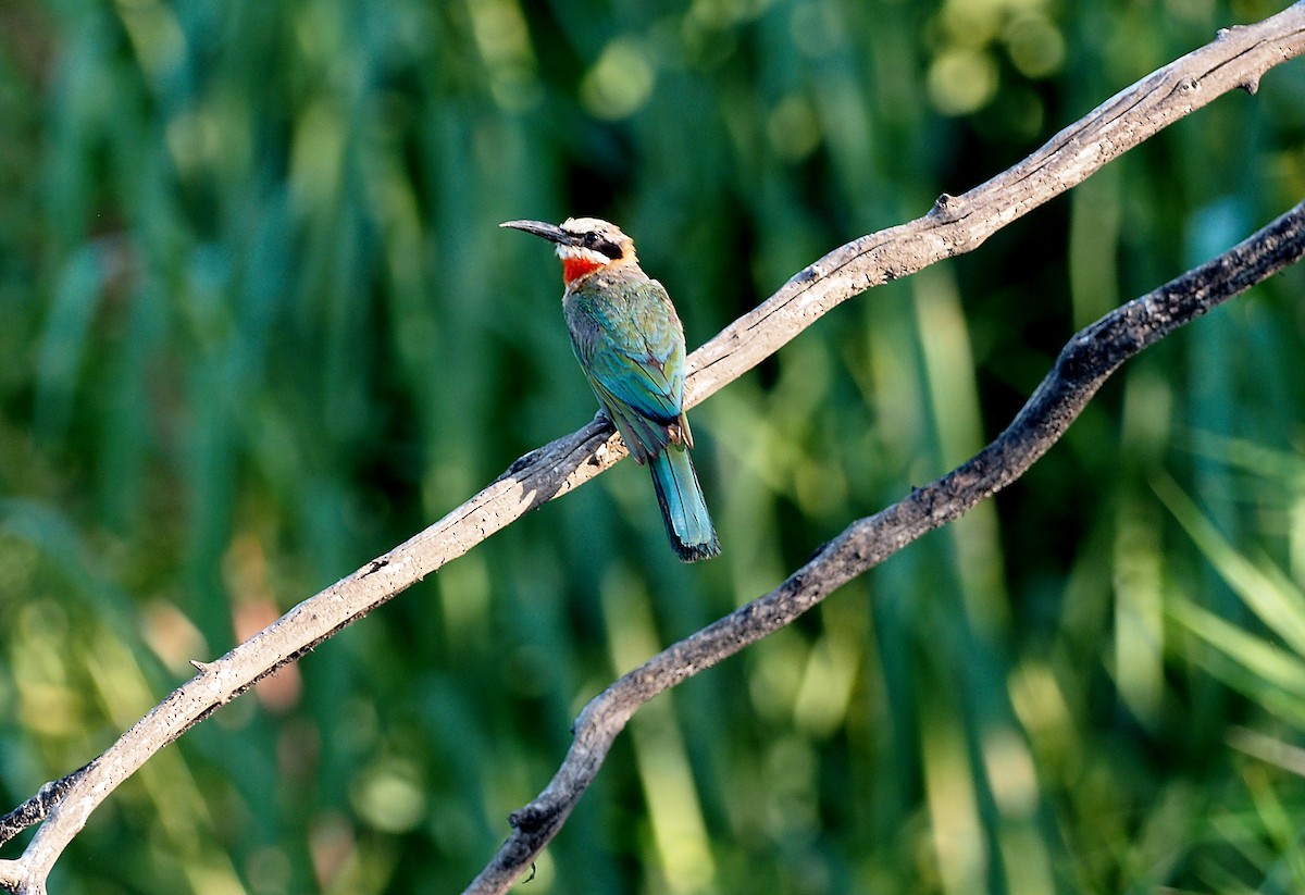 White-fronted Bee-eater - ML646847643