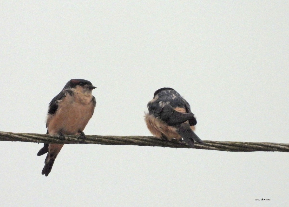 Preuss's Swallow - ML646847644