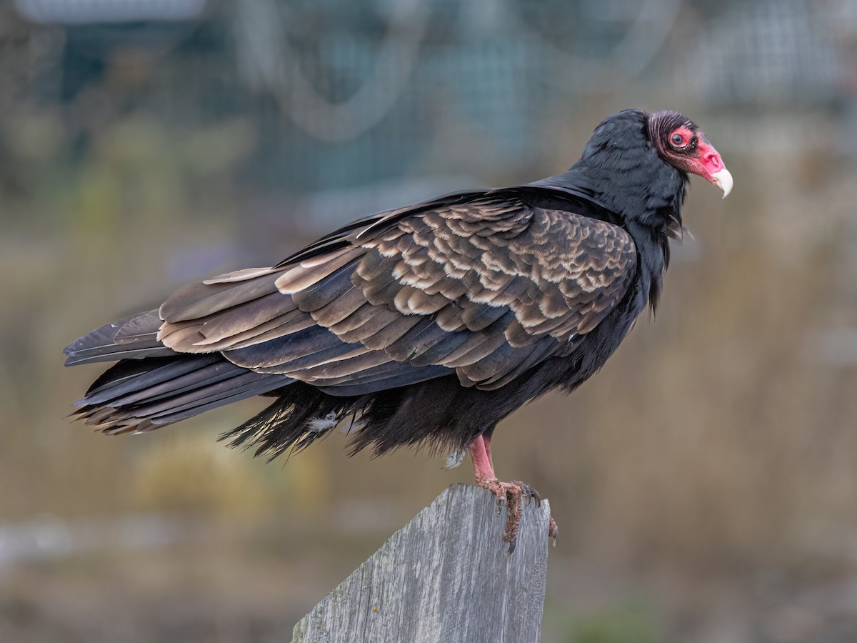 Turkey Vulture - ML646847645