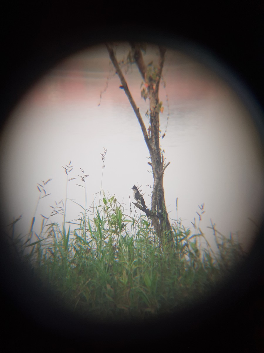 クロシロカンムリカッコウ - ML646847646