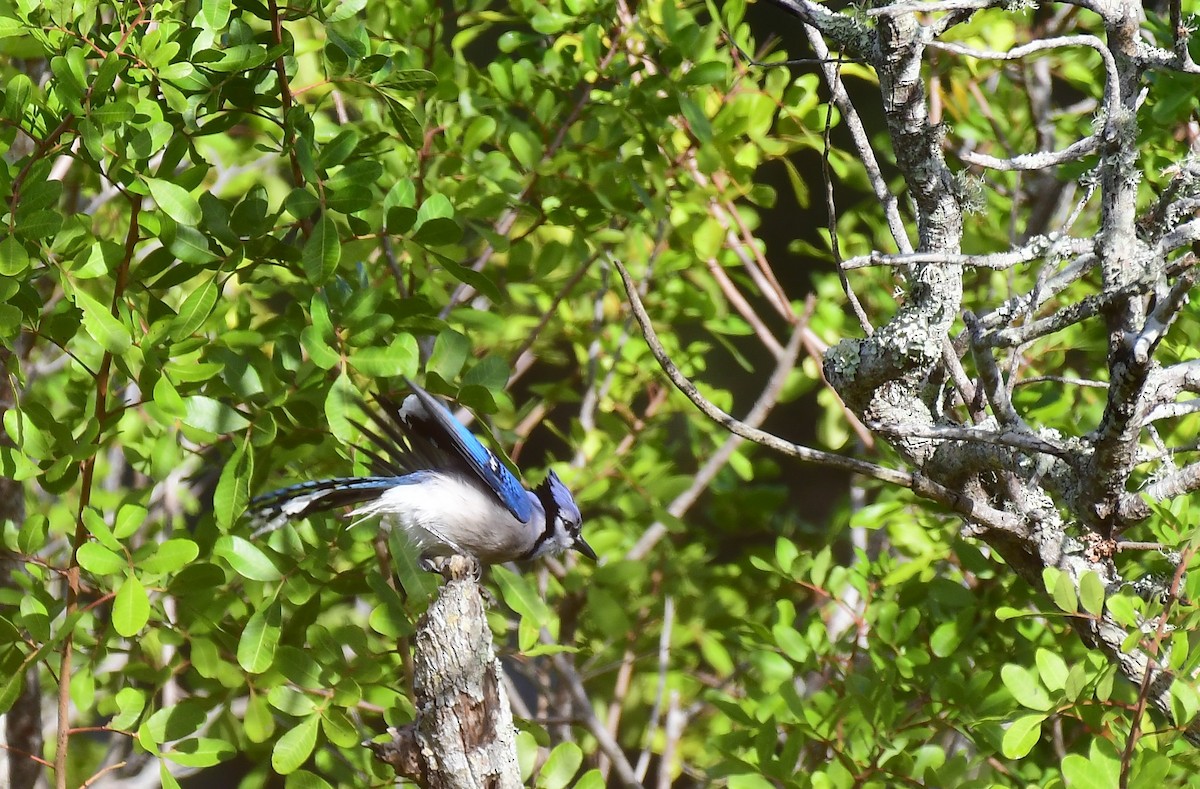 Mavi Karga - ML646847647