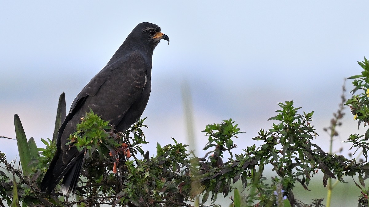 Snail Kite - ML646847650