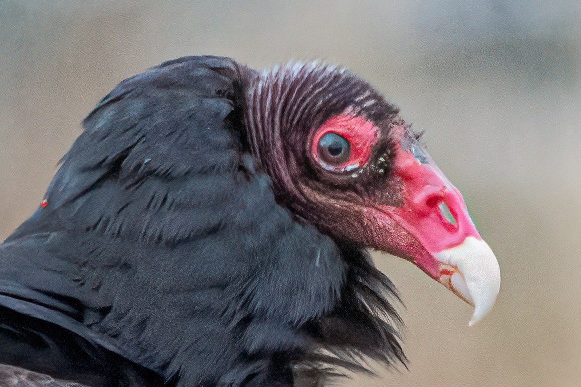 Turkey Vulture - ML646847651