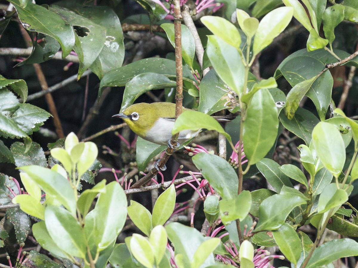 マダガスカルメジロ - ML646847652