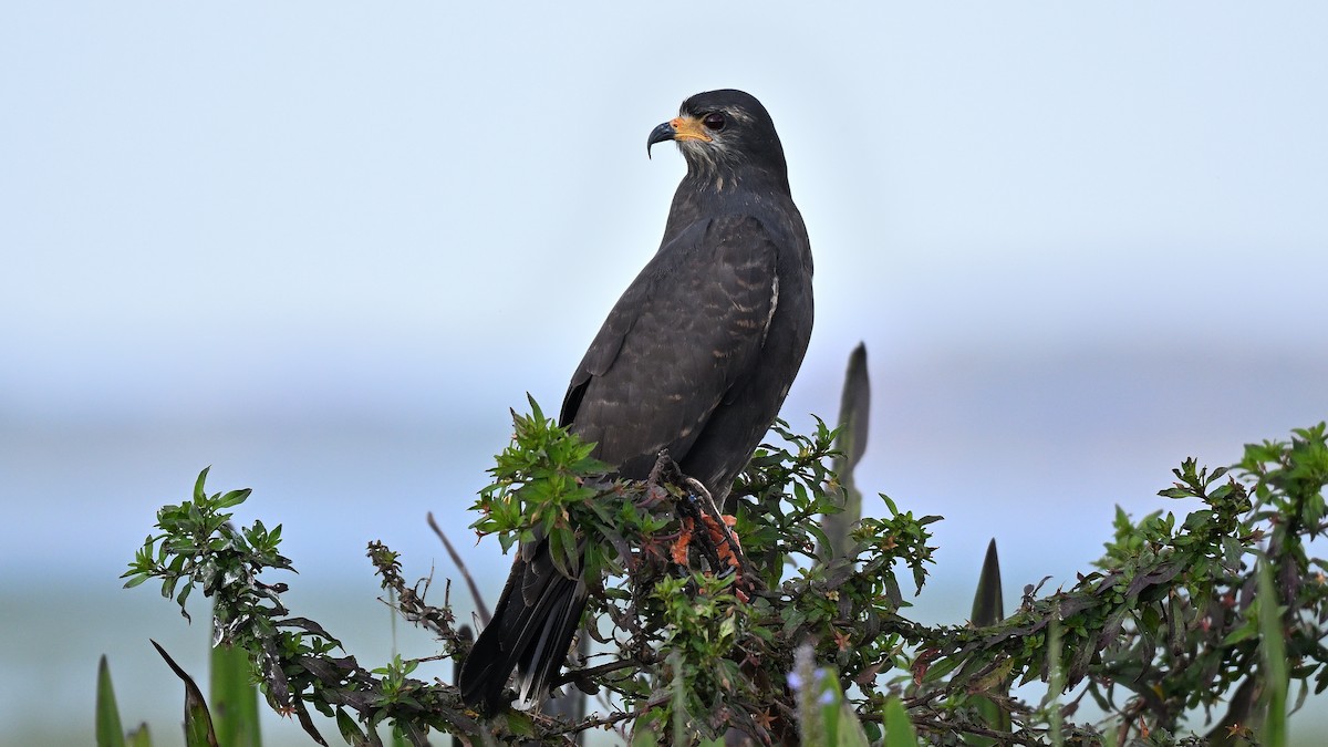 タニシトビ - ML646847654