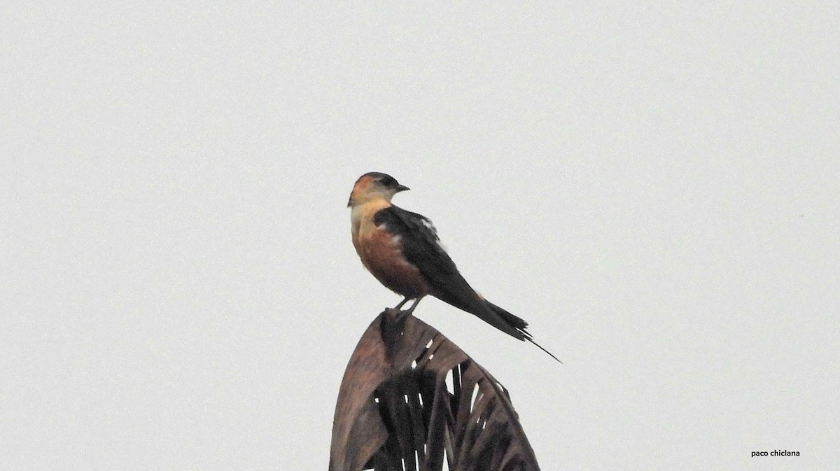 Mosque Swallow - ML646847655