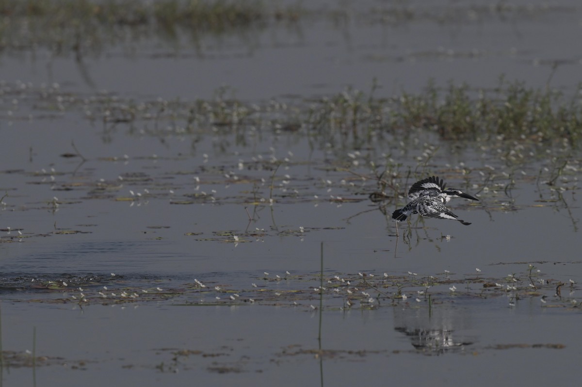 ヒメヤマセミ - ML646847657