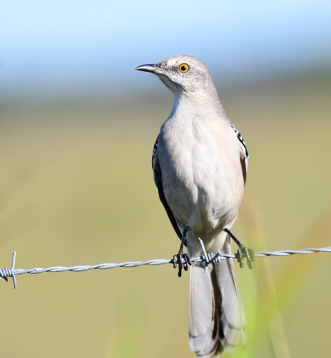 マネシツグミ - ML646847660