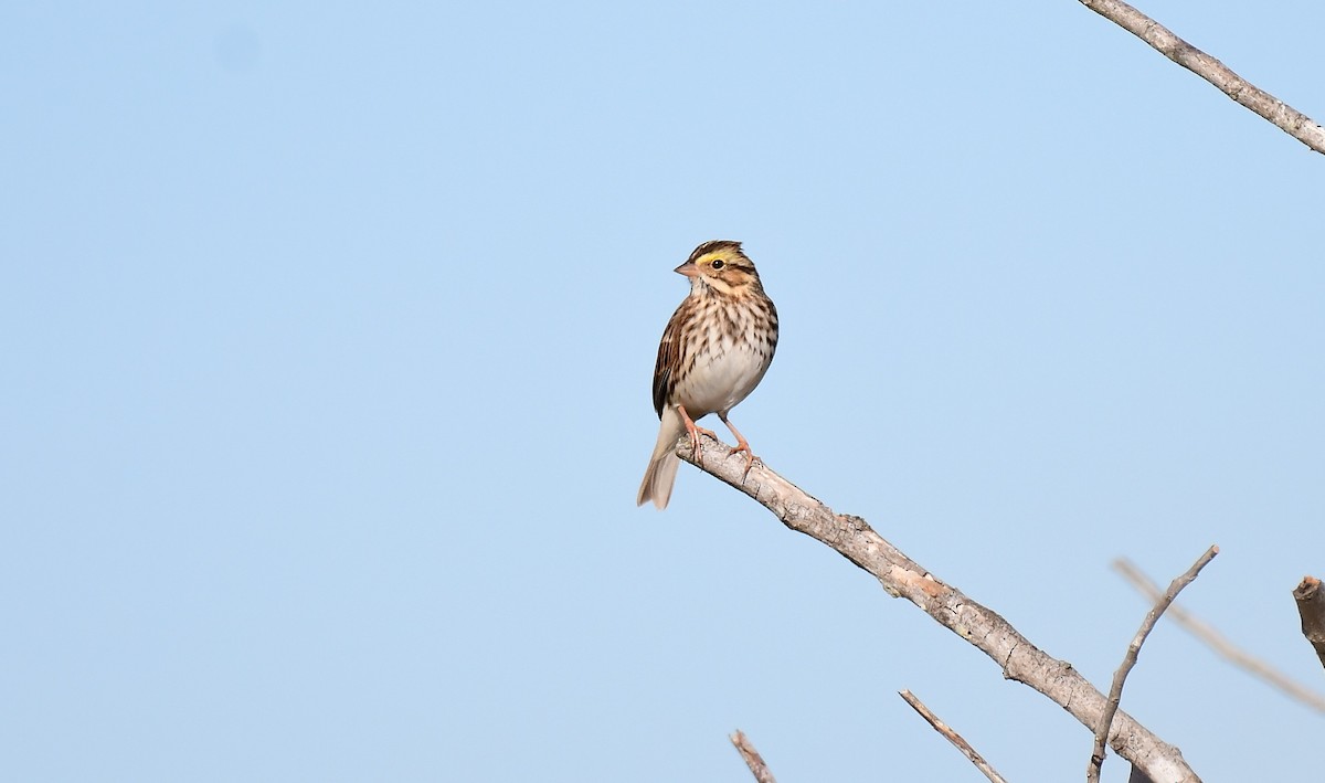 サバンナシトド - ML646847662