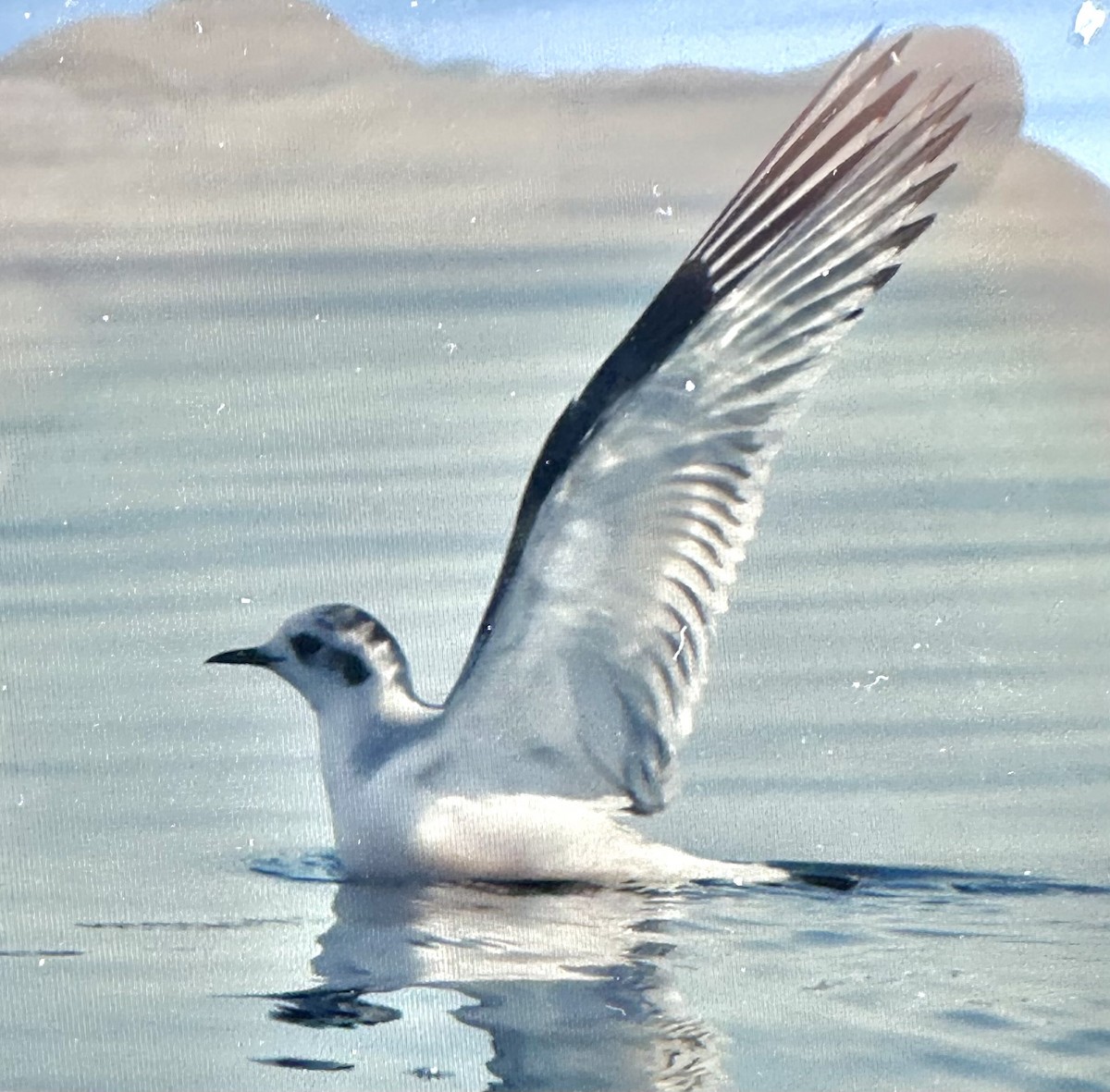 Mouette pygmée - ML646847663