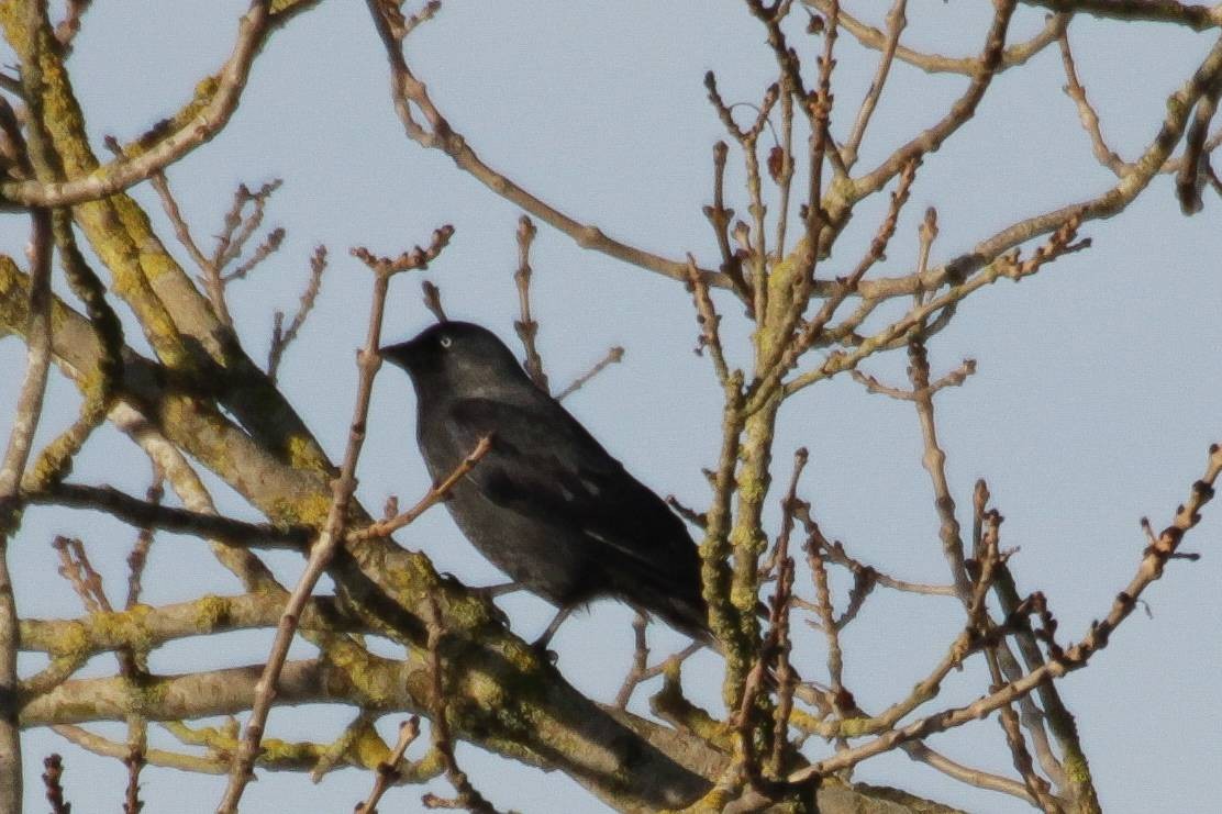 ニシコクマルガラス - ML646847666