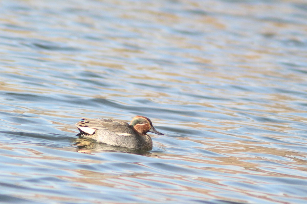 コガモ - ML646847667