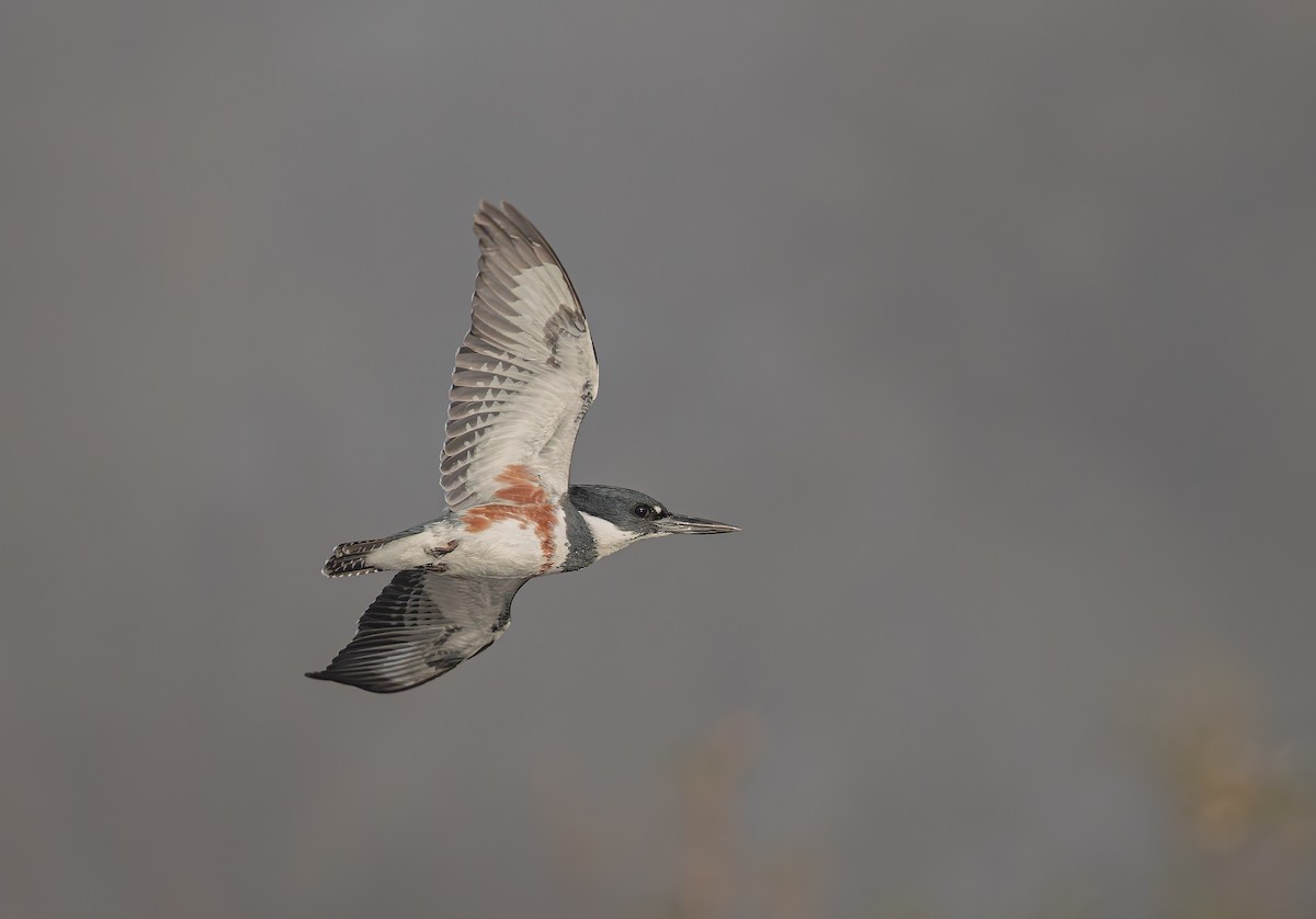 アメリカヤマセミ - ML646847668