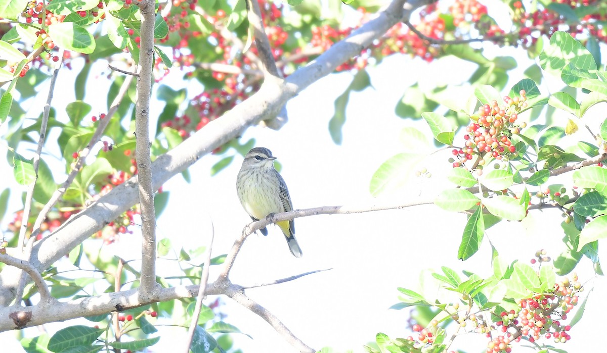 ヤシアメリカムシクイ - ML646847669