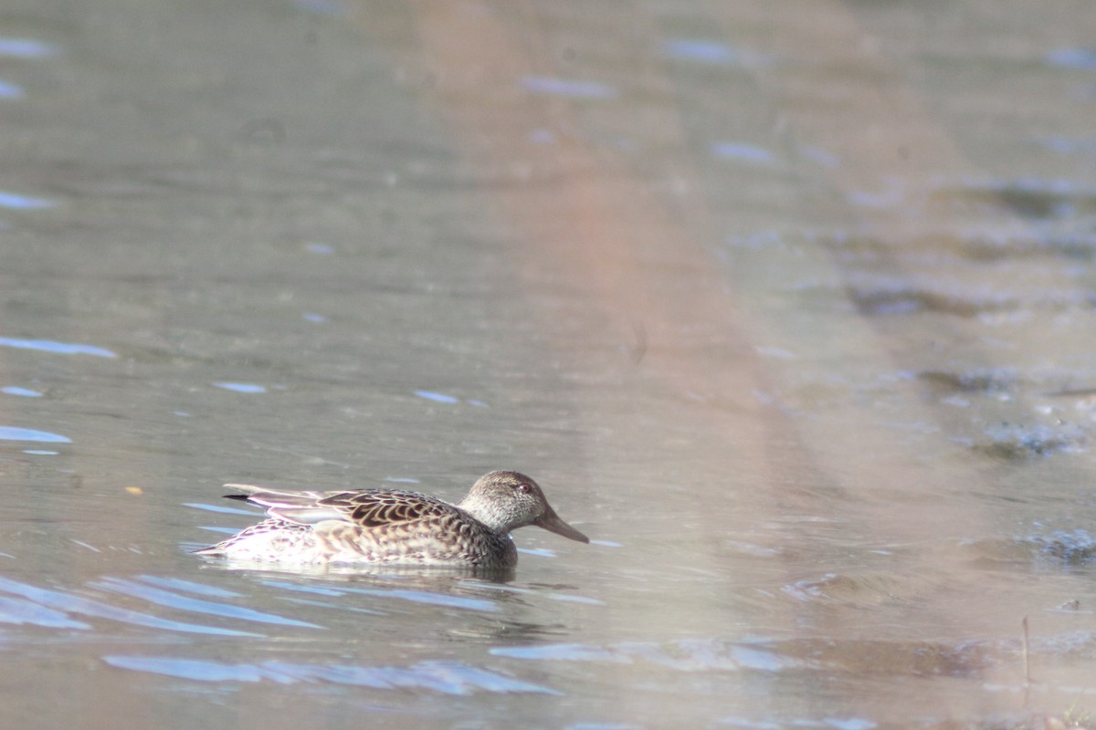 コガモ - ML646847670