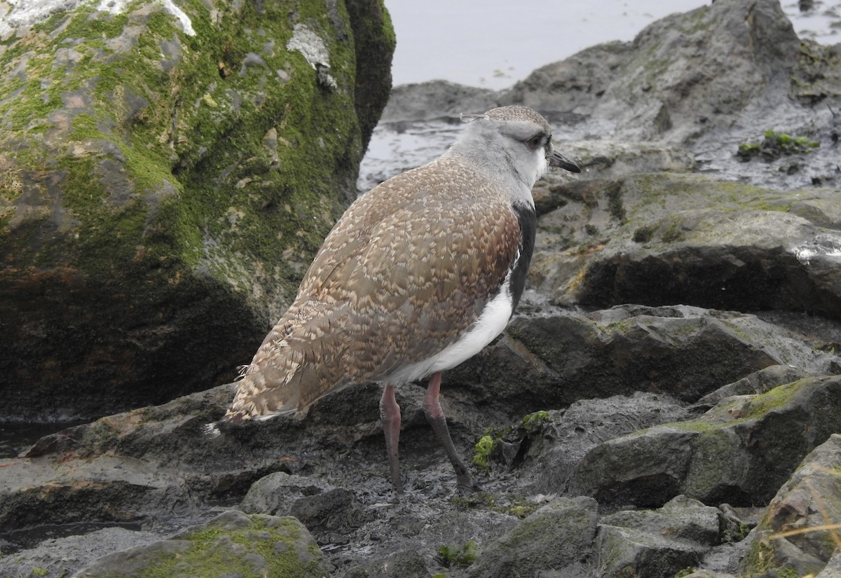 čejka jihoamerická - ML646847673