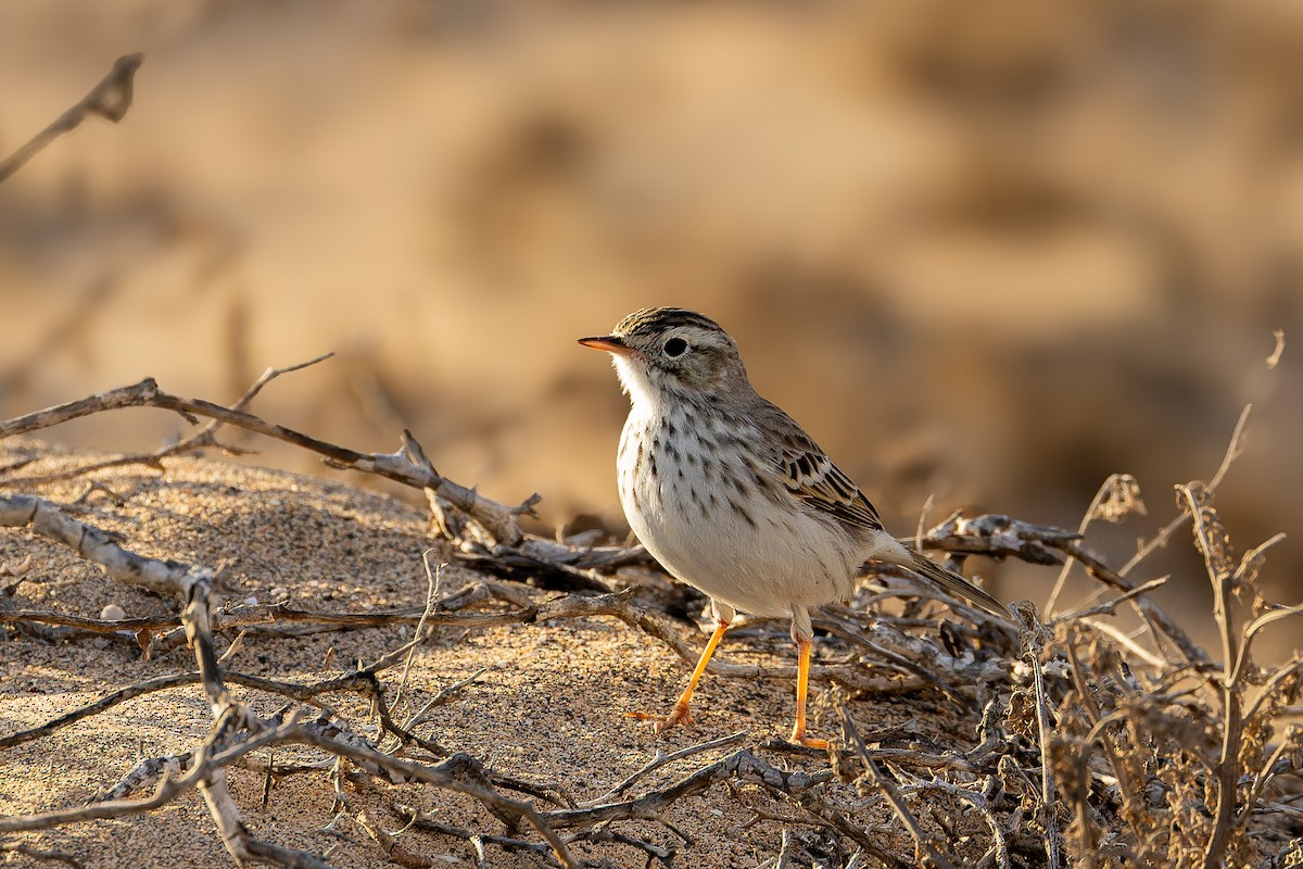 カナリータヒバリ - ML646847674