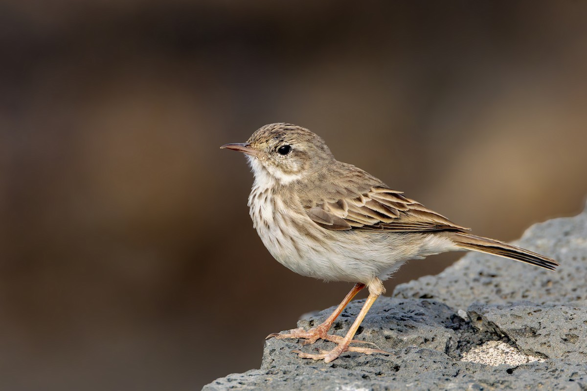 カナリータヒバリ - ML646847675