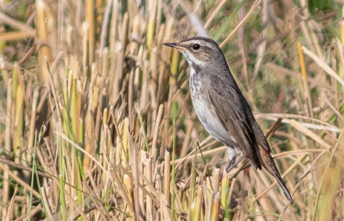 オガワコマドリ - ML646847676