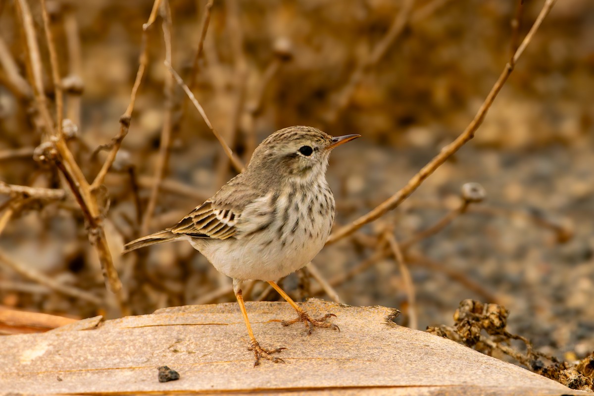 カナリータヒバリ - ML646847677