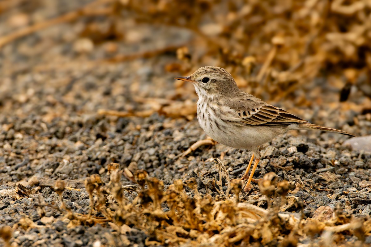 カナリータヒバリ - ML646847678