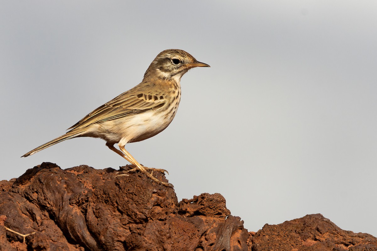 カナリータヒバリ - ML646847679