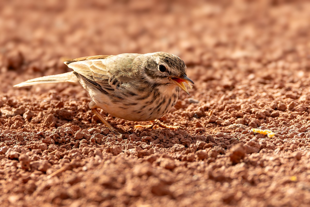 カナリータヒバリ - ML646847680