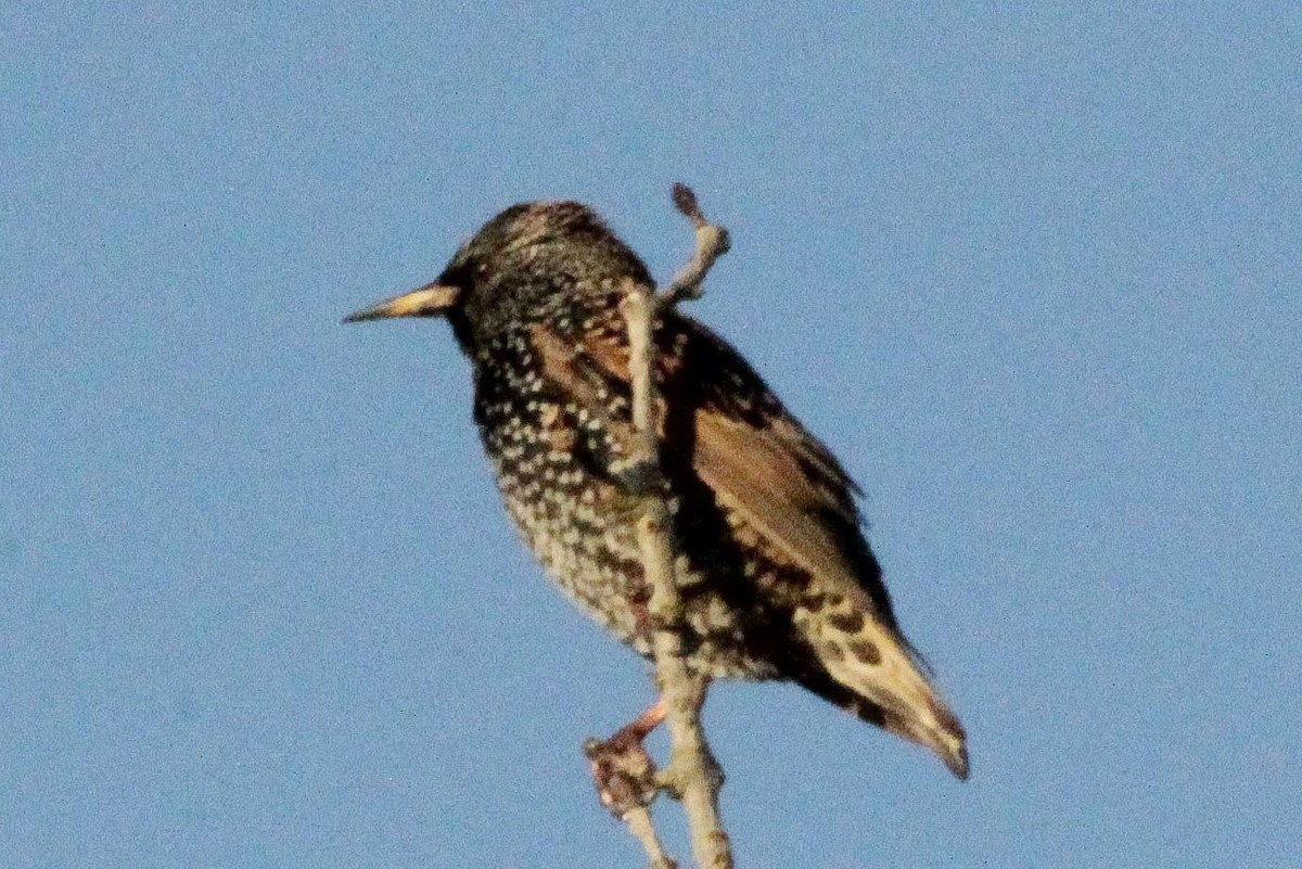 ホシムクドリ - ML646847695