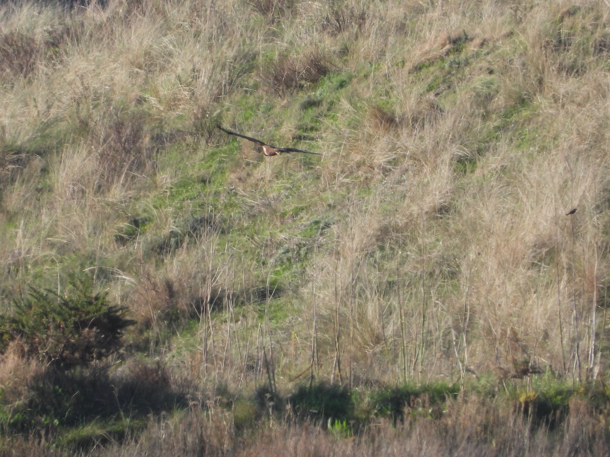 ヨーロッパチュウヒ - ML646847696