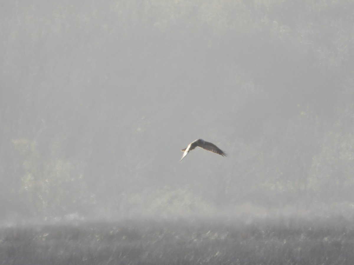 ヨーロッパチュウヒ - ML646847697