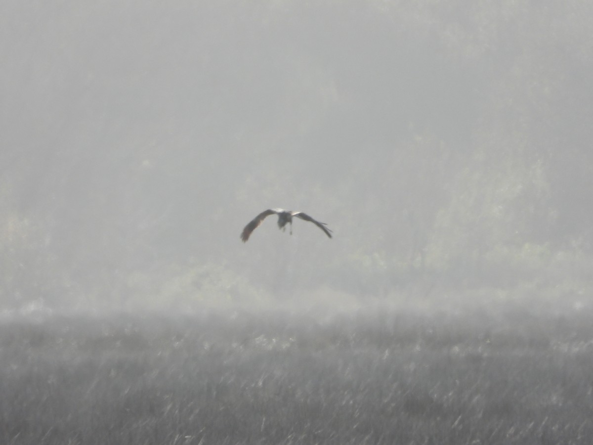 ヨーロッパチュウヒ - ML646847698