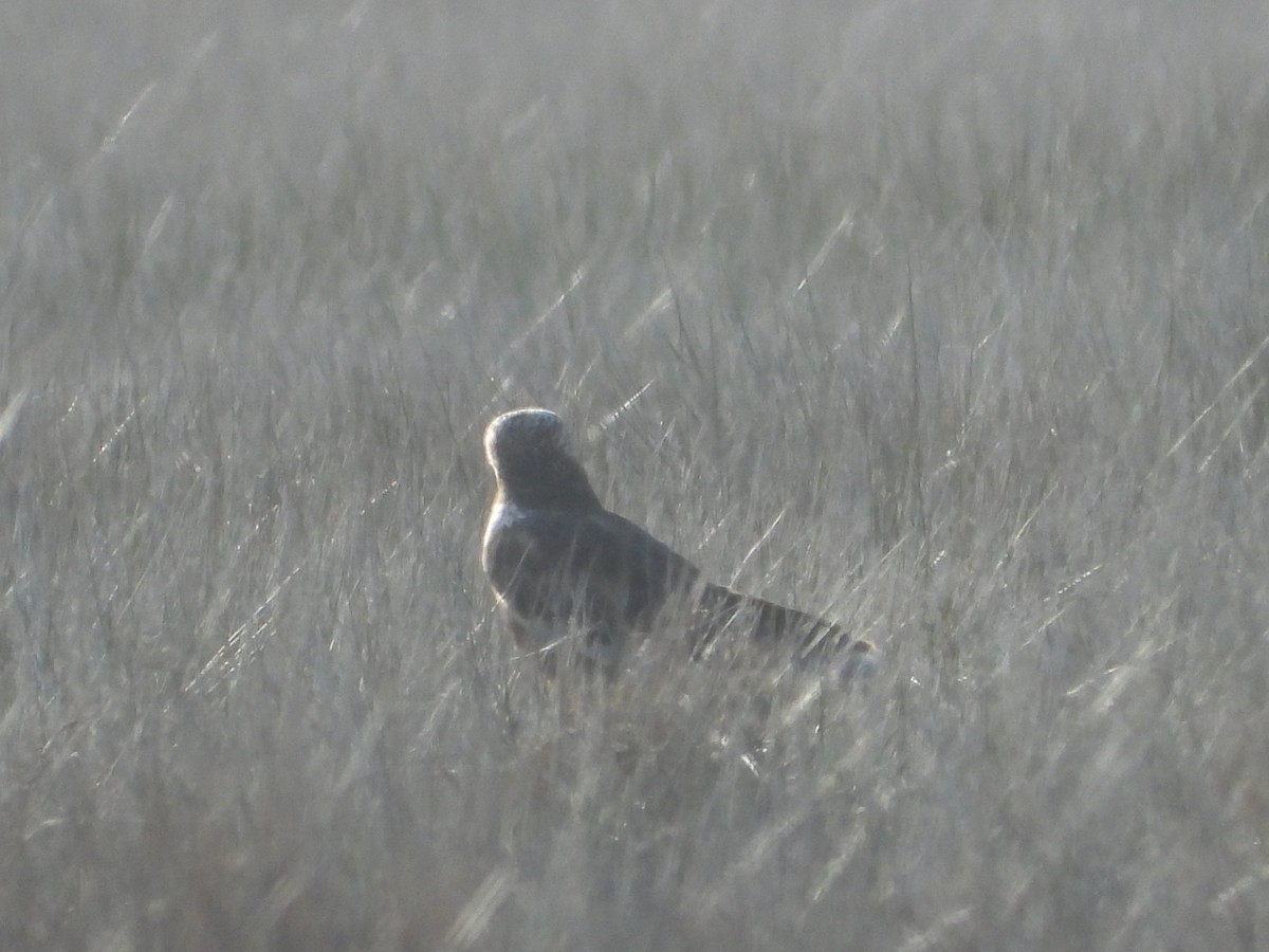 ヨーロッパチュウヒ - ML646847699